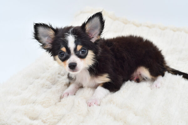 [#26649-04]  - Black / White M Chihuahua Puppies for Sale