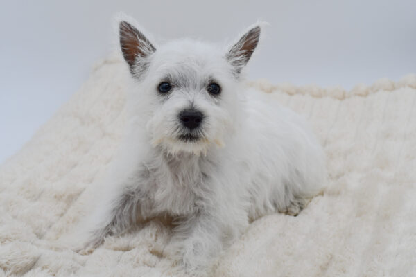 [#26748-03]  - White M West Highland White Terrier Puppies for Sale