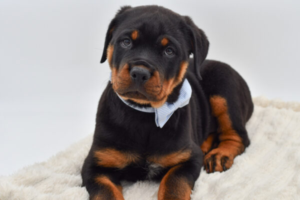 [#26859-02]  - Black / Tan M Rottweiler Puppies for Sale