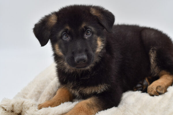 [#26890-01]  - Black / Tan M German Shepherd Dog Puppies for Sale
