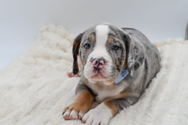 [#26749-05]  - Blue Merle M Beabull 7/8 Puppies for Sale