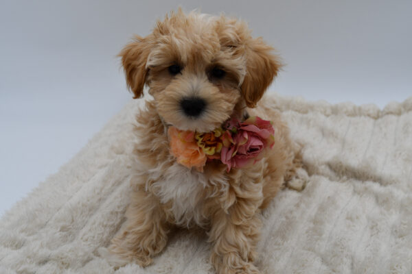 [#26751-02]  - Cream F Maltipoo Puppies for Sale