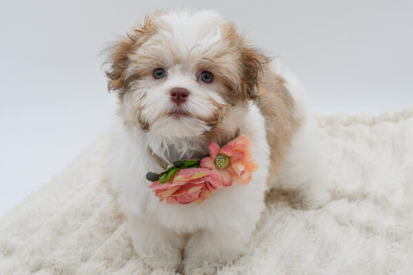 [#26753-04]  - Red F Havanese Puppies for Sale