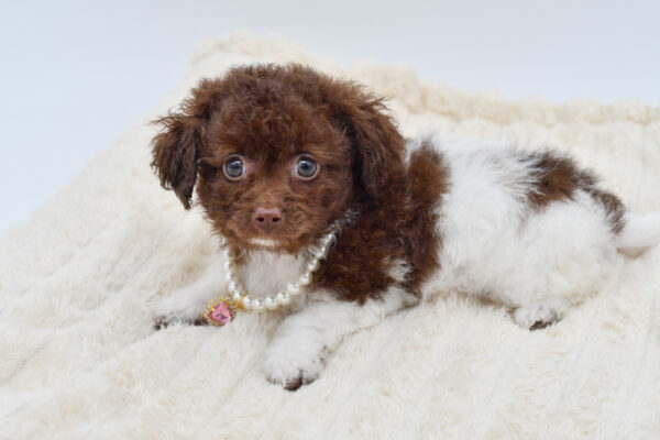 [#26799-02]  - Chocolate F Poodle/ShihPoo Puppies for Sale