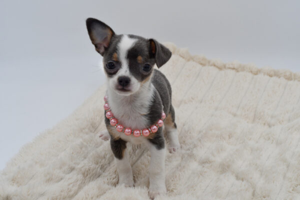[#26817-04]  - Blue / Tan F Chihuahua Puppies for Sale