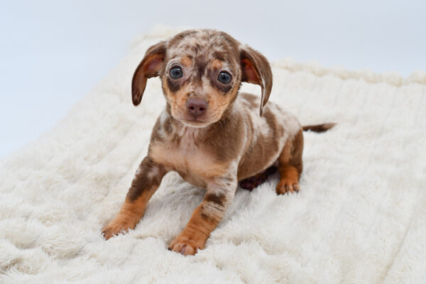 [#26275-03]  - Chocolate M Chiweenie Puppies for Sale