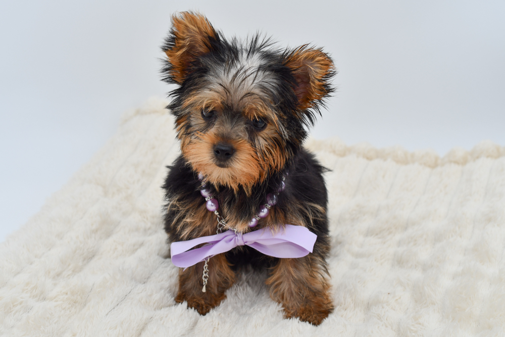 Yorkshire Terrier in Detroit, MI