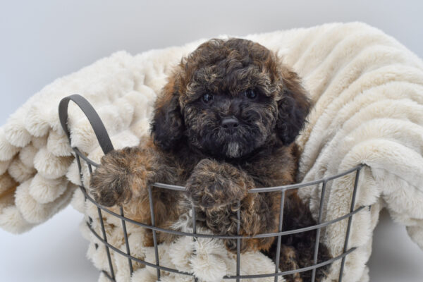 [#261192-03] Arlo - Dark Sable M CotonPoo Puppies for Sale