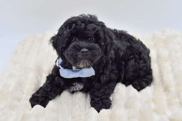 [#26820-01] Theo - Black / White M Schnoodle Puppies for Sale