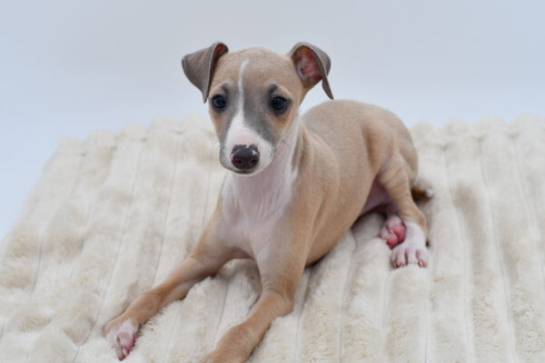 [#26842-02] Jasper - Fawn M Italian Greyhound Puppies for Sale