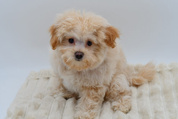 [#26889-01] Tater Tot - Brown M PomAPoo Puppies for Sale