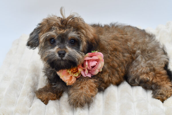 [#26889-04] Chestnut - Dark Cream F PomAPoo Puppies for Sale