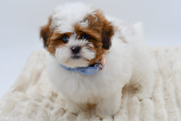 [#26894-01] Noodle - Chocolate / White M ShihPoo Puppies for Sale