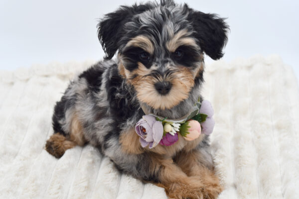 [#26895-02] Poppy - Merle F Schnoodle Puppies for Sale