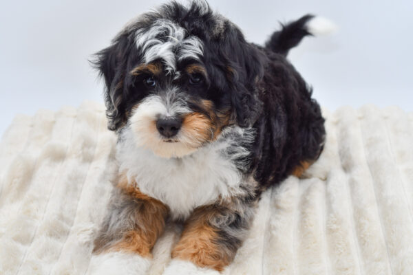 [#26920-01] Harper - Black Tan / White M Bernedoodle Mini 2nd Gen Puppies for Sale