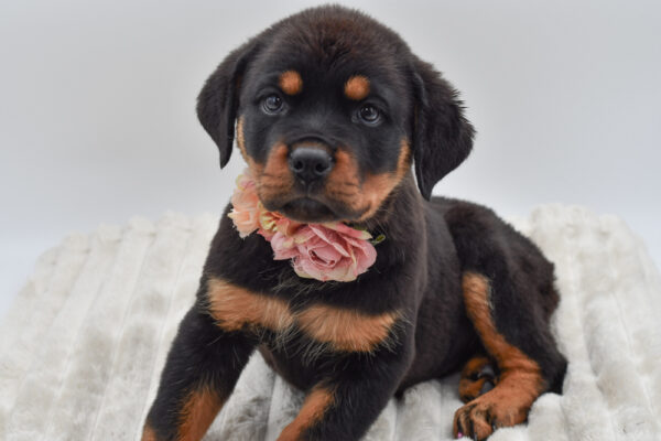 [#26927-03] Rosie - Black / Tan F Rottweiler Puppies for Sale