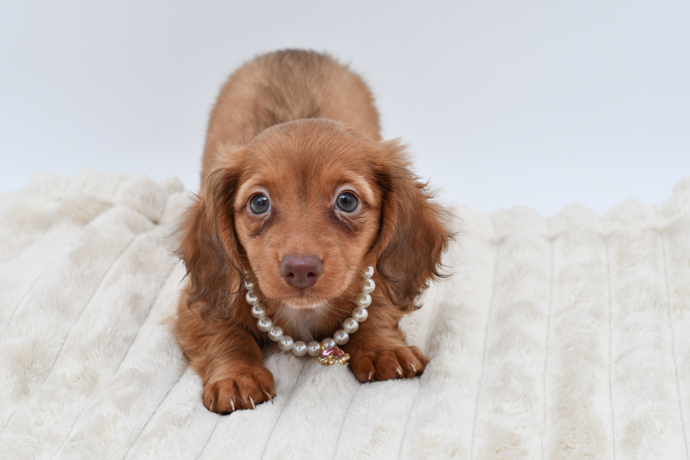 Miniature Dachshund (F) 40127