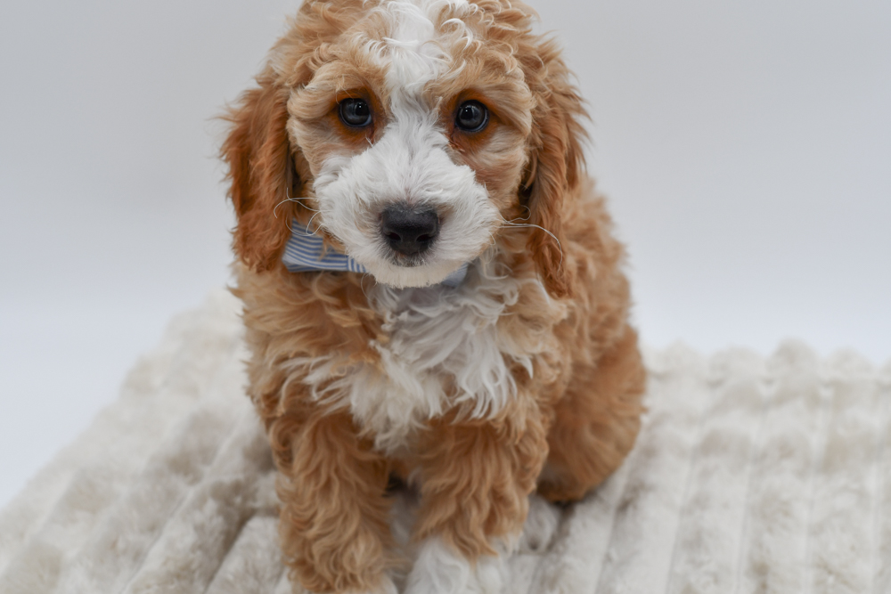 Miniature Newfiepoo (M) 40129