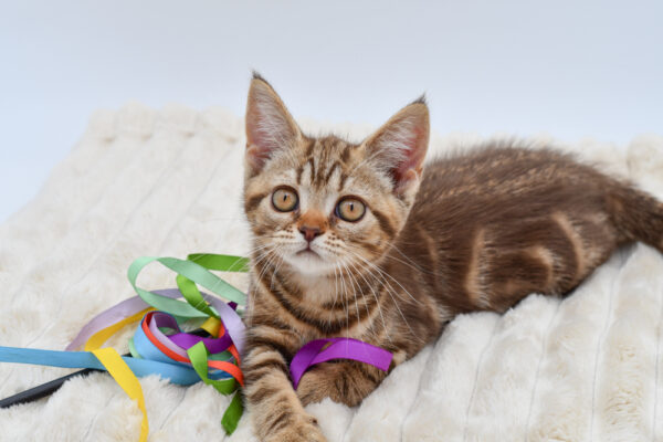 [#261293-02]  - Tabby F Devon Rex Kittens for Sale