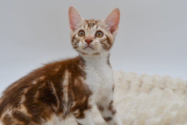 [#261294-01]  - Tabby M Devon Rex Kittens for Sale