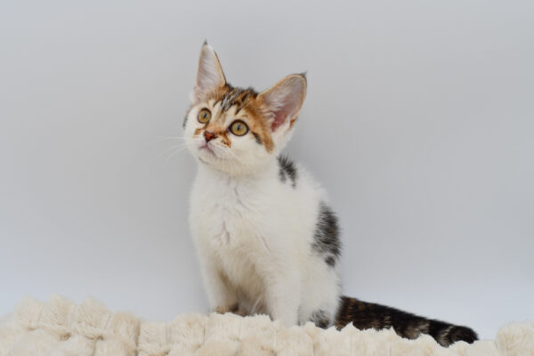 [#261294-02]  - Brown / White F Devon Rex Kittens for Sale