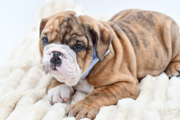 [#261221-02]  - Brindle M English Bulldog  Puppies for Sale