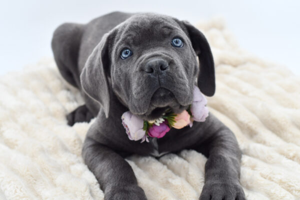 [#26842-05]  - Blue F Cane Corso Puppies for Sale