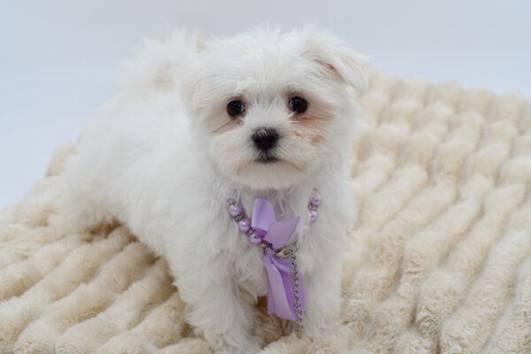 [#26962-03]  - White F Maltese Puppies for Sale