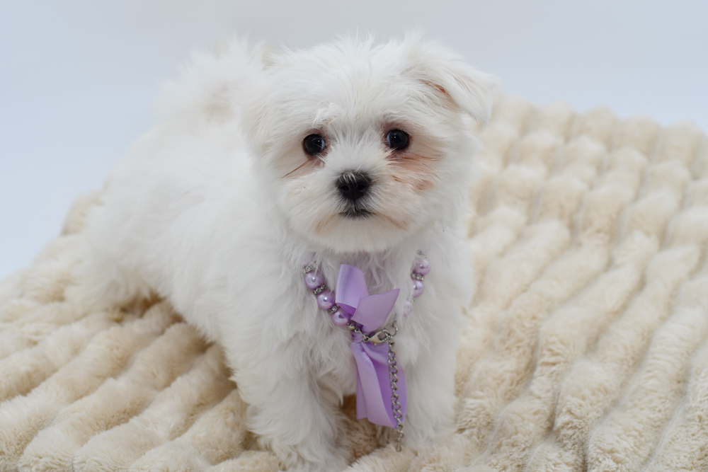 Maltese (F) 40136
