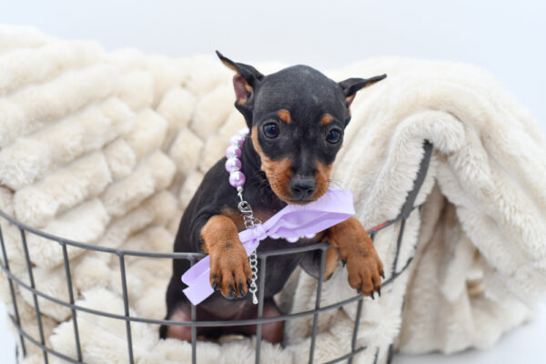 [#26981-04]  - Black / Tan F Miniature Pinscher Puppies for Sale