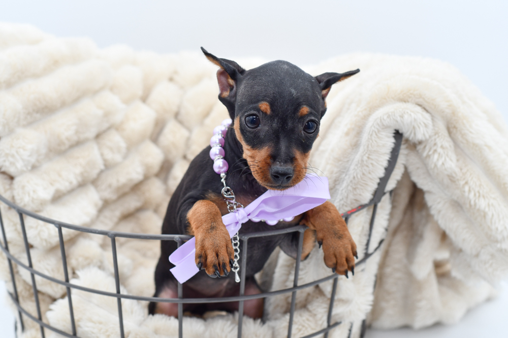 Miniature Pinscher (F) 40137