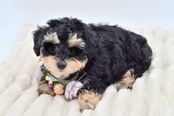 [#26790-03]  - Black / Tan F Poodle Toy Puppies for Sale