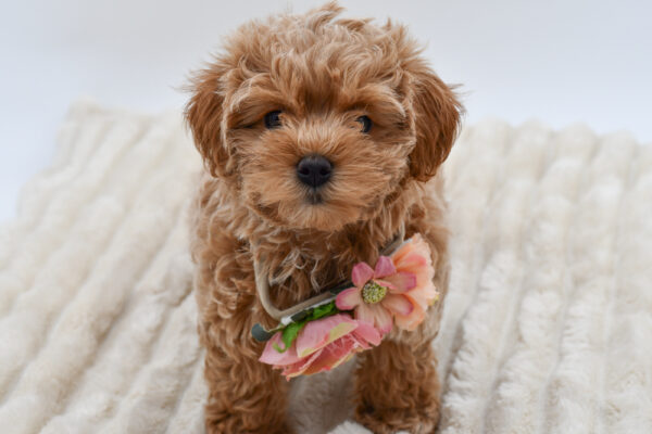 [#26842-02]  - Tan F Poodle Mini/Maltipoo Puppies for Sale