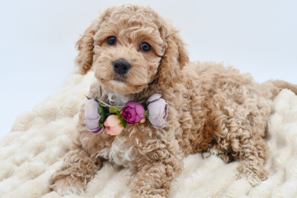 [#26879-05]  - Apricot F Cockadoodle Puppies for Sale