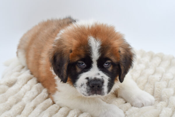 [#26107-03]  - Sable / White M Saint Bernard Puppies for Sale
