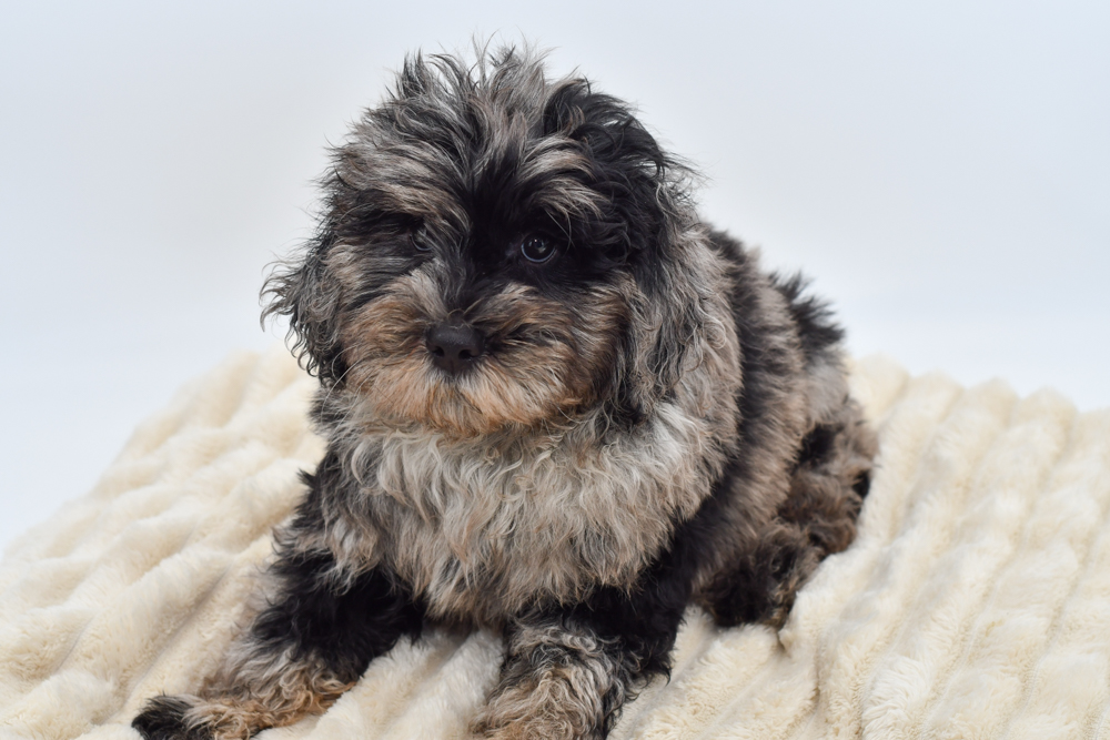 Mini Goldendoodle (M) 40143