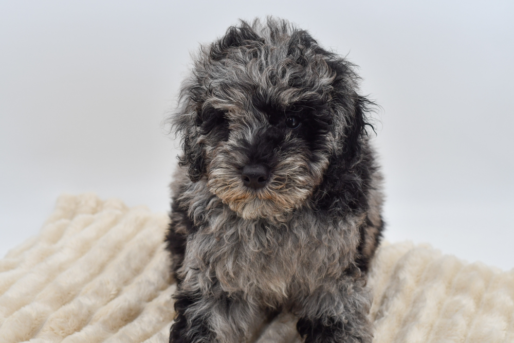 Mini Goldendoodle (M) 40144