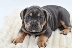 [#26505-04]  - Blue Tan / White M Mini Bullies Puppies for Sale