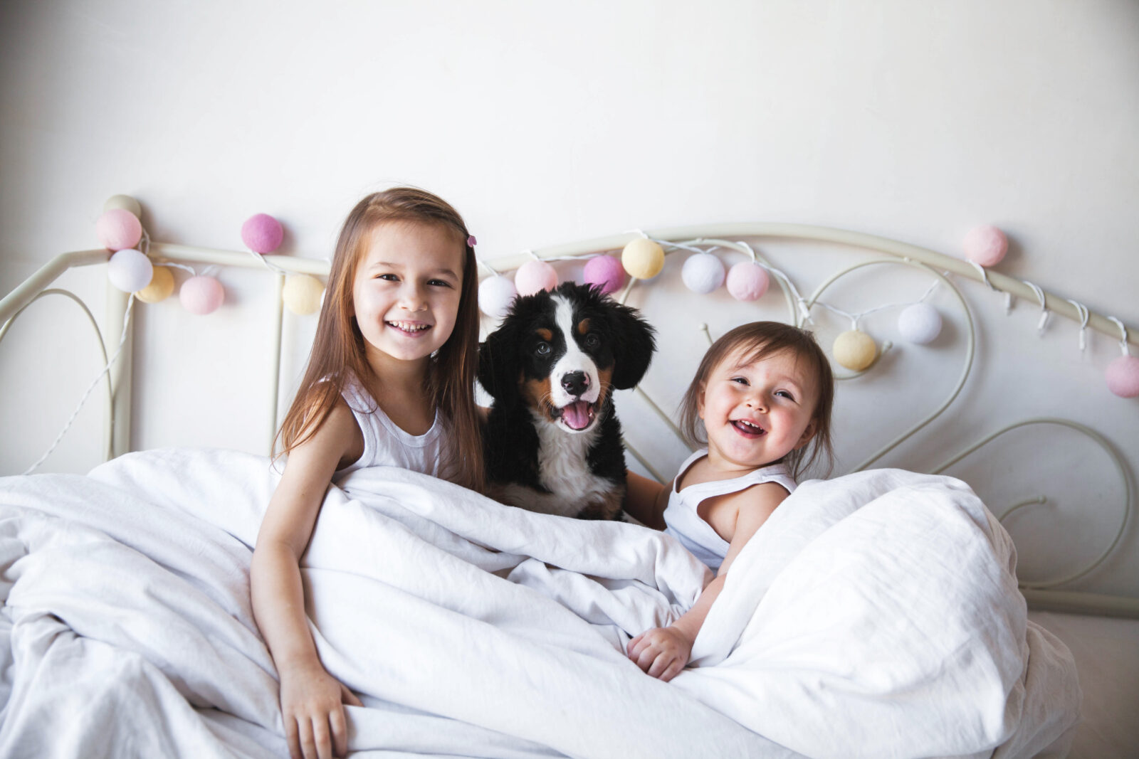 Find Puppies & Kittens For Sale banner