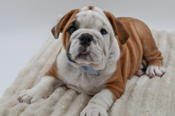 [#261194-02]  - Red / White M English Bulldog  Puppies for Sale