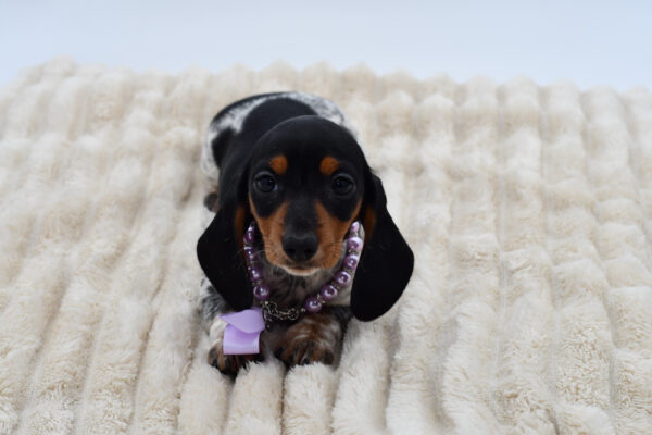 [#26886-01]  - Black / Tan F Dachshund Puppies for Sale