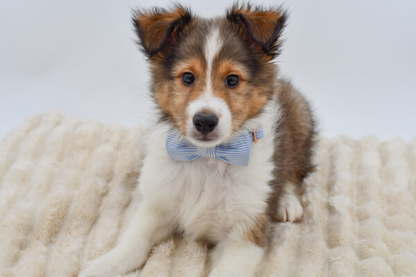 [#26917-02]  - Sable / White M Shetland Sheepdog Puppies for Sale