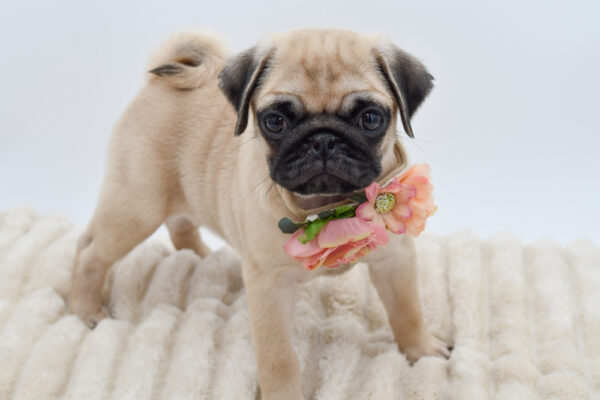 [#26918-03]  - Fawn F Pug Puppies for Sale