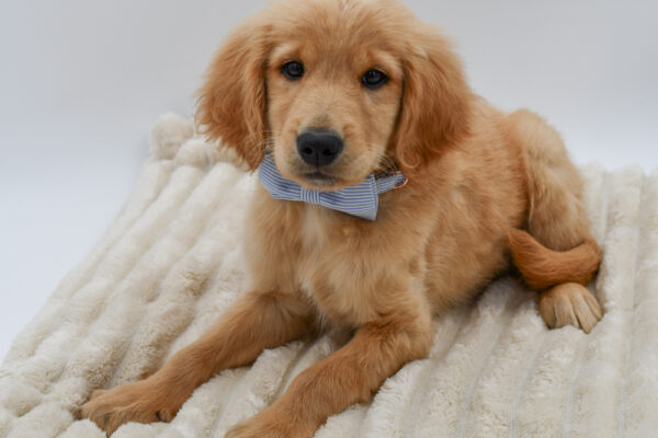 [#26954-02]  - Golden M Golden Retriever Puppies for Sale