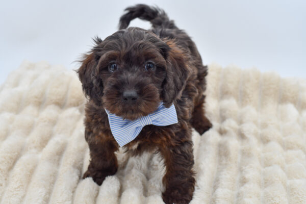 [#2622-04]  - Blue Merle M Poodle Mini/Goldendoodle Mini Puppies for Sale