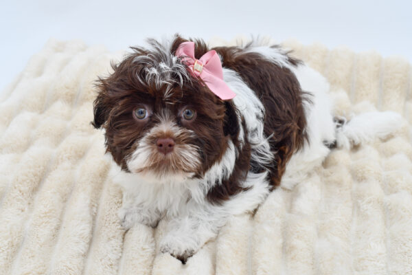 [#26756-03]  - Chocolate F Havanese Puppies for Sale