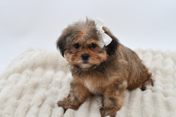 [#26761-02]  - Brown F Shorkie Puppies for Sale