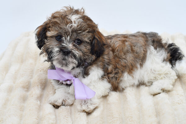 [#26833-02]  - Brown / White F Teddy Bear Puppies for Sale
