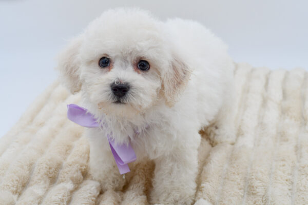[#26869-02]  - White F Bichon Frise Puppies for Sale