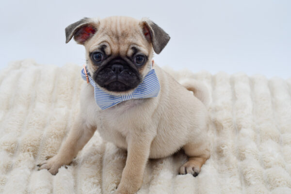 [#26901-02]  - Fawn M Pug Puppies for Sale